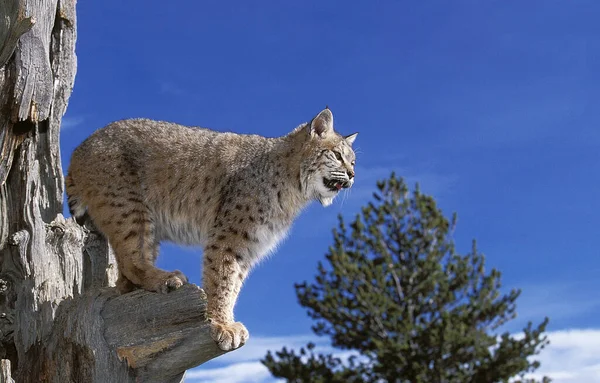 Bobcat Lynx Rufus Adulto Árvore Morta Olhando Volta Canadá — Fotografia de Stock