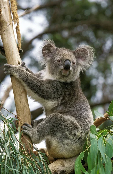 Koala Phascolarctos Cinereus Természetes Háttér — Stock Fotó