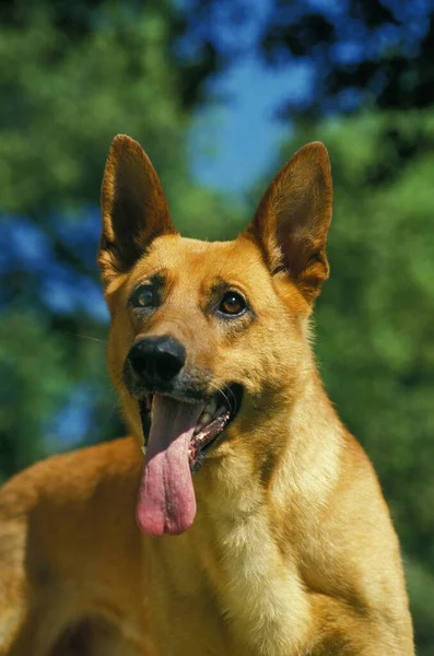 Portret Psa Domowego Językiem Wierzchu — Zdjęcie stockowe