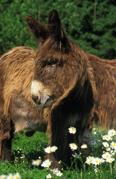 Burro Doméstico Poitou Baudet Poitou Uma Raça Francesa — Fotografia de Stock