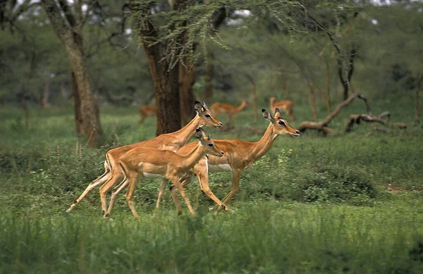 Impala Aepyceros Melampus Kadın Koşu Kenya Daki Masai Mara Park — Stok fotoğraf