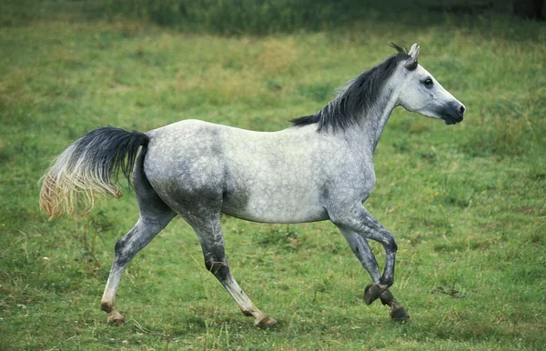 Shagya Horse Kłusownictwo Dorosłych — Zdjęcie stockowe