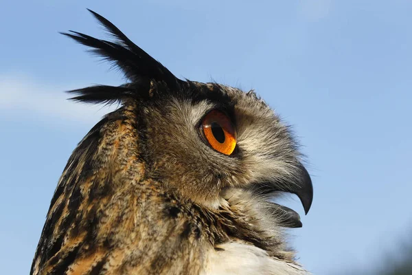 European Eagle Owl Asio Otus Πορτρέτο Ενηλίκων — Φωτογραφία Αρχείου