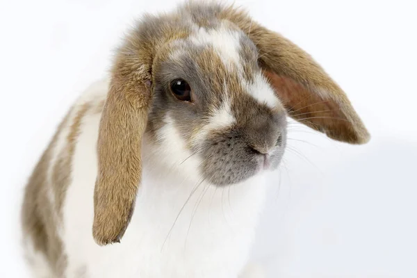 Lop Eared Rabbit Mot Vit Bakgrund — Stockfoto