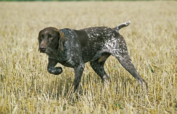 German Short Haired Pointer Dog Dog Pointing — Stock Photo, Image