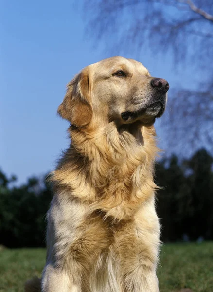 Golden Retriever Köpek Portresi — Stok fotoğraf