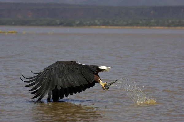 African Fish Eagle Haliaeetus Vocifer Adulte Vol Pêche Lac Baringo — Photo