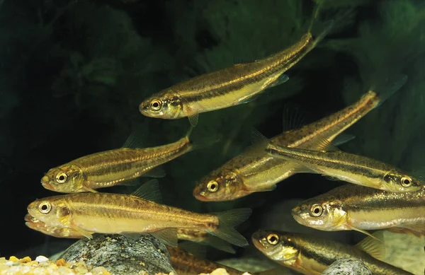 Minnow Phoxinus Phoxinus Sfondo Naturale — Foto Stock