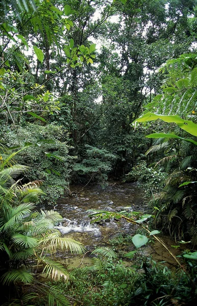 Bosque Tropical Australia — Foto de Stock