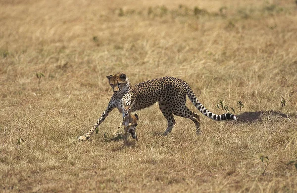 Gepárd Acinonyx Jubatus Thomson Gazelle Vadászó Felnőtt Masai Mara Park — Stock Fotó
