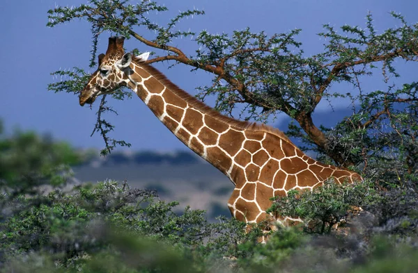 Girafa Reticulada Girafa Camelopardalis Reticulata Parque Samburu Quênia — Fotografia de Stock