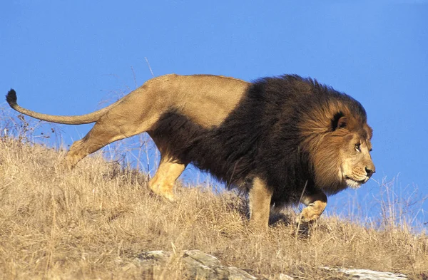 African Lion Panthera Leo Male — Stock fotografie