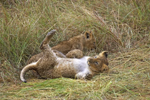 African Lion Panthera Leo Masai Mara Kenya — стоковое фото