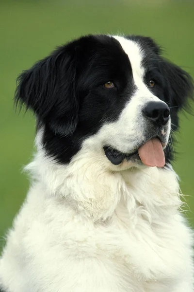 Landseer Dog Portrait Tongue Out — ストック写真
