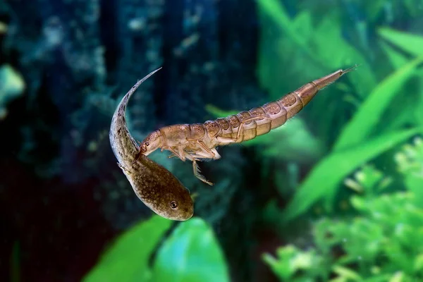 Gran Escarabajo Buceo Dytiscus Marginalis Larvas Comiendo Renacuajos Rana Normandía — Foto de Stock