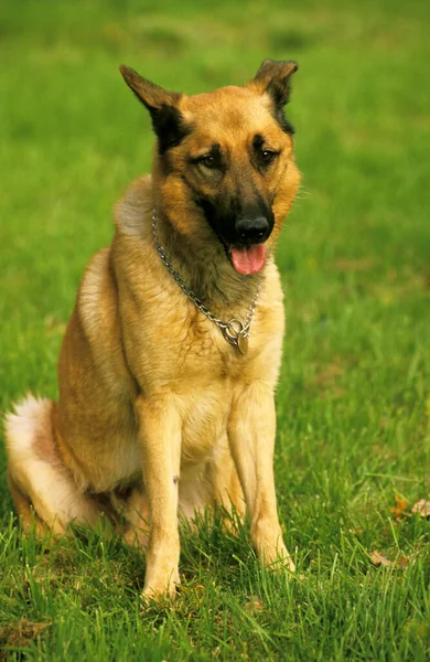 Cão Sentado Grama — Fotografia de Stock