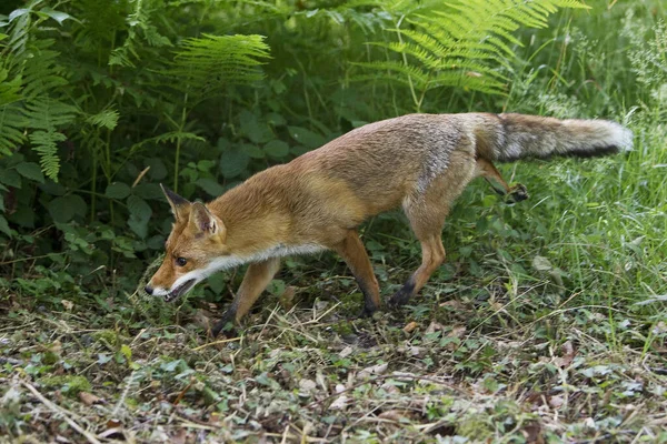Raposa Vermelha Vulpes Vulpes Adulto Undergrowth Normandia — Fotografia de Stock