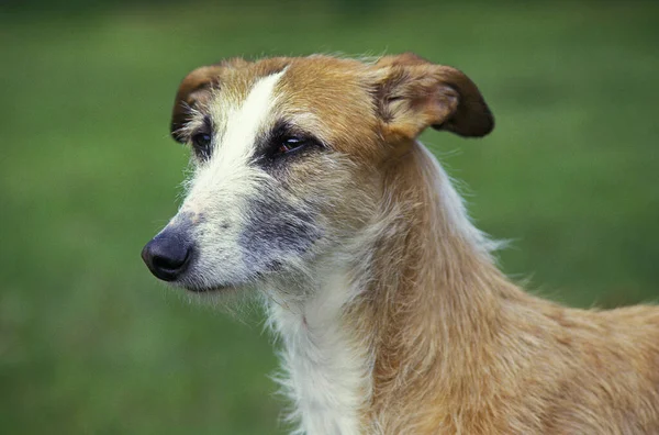 Espanhol Wire Haired Galgo Espanhol Greyhound Retrato Adulto — Fotografia de Stock