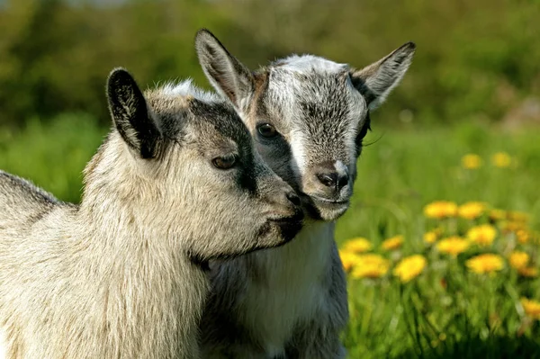 Cabra Pigmeo Cabra Enana Meses Edad Capra Hircus — Foto de Stock