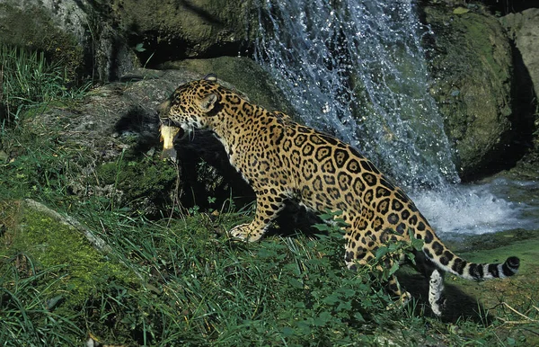 Jaguar Panthera Onca Kifejlett Hal Szájában — Stock Fotó