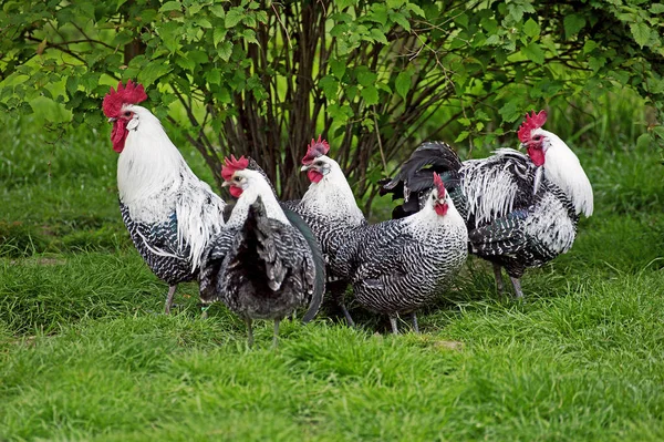 Brakel Braekel Tamme Kip Een Belgisch Ras Haan Duivinnen — Stockfoto