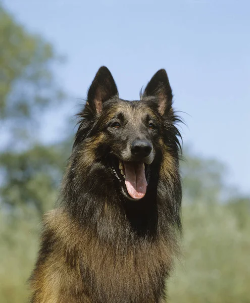 Tervueren Belçika Kurdu Köpek Portresi — Stok fotoğraf