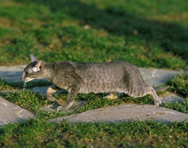 Oriental Doméstica Caça Gatos — Fotografia de Stock