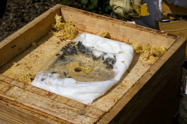 Honey Bee Apis Mellifera Sugar Feed Bees Winter Colmeia Normandia — Fotografia de Stock