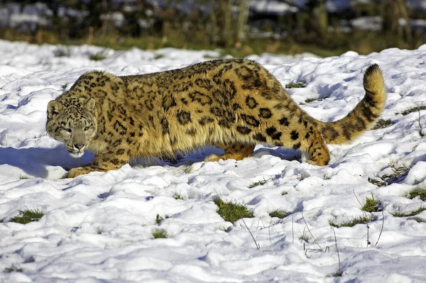 Snow Leopard Onça Uncia Neve — Fotografia de Stock