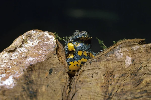 Rospo Dal Ventre Giallo Bombina Variegata — Foto Stock