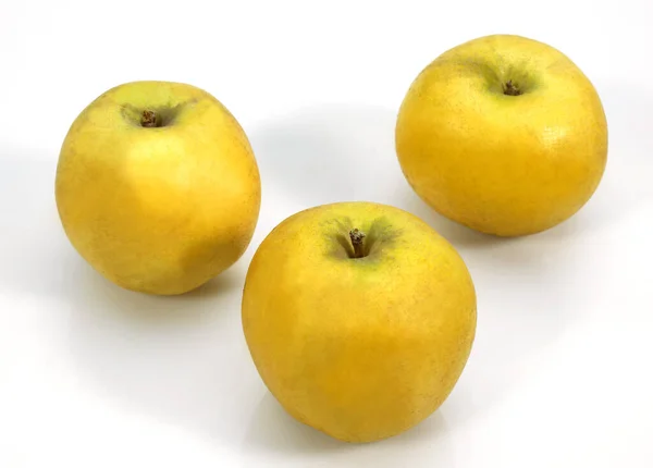 Golden Apples Malus Domestica White Background — ストック写真