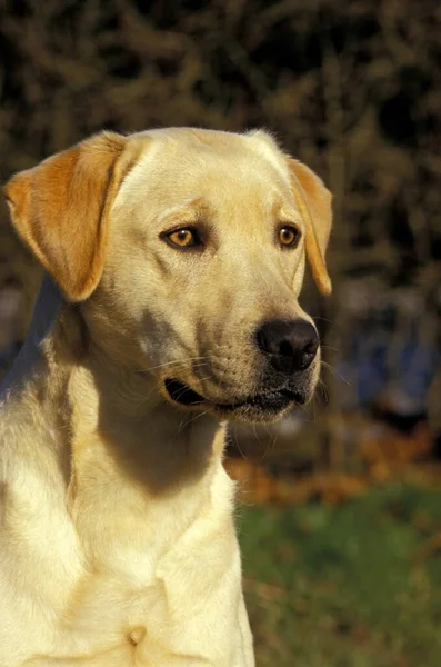 Sarı Labrador Köpeği Portre — Stok fotoğraf