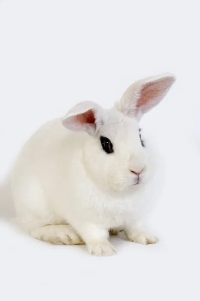 Hotot Hauskaninchen Eine Rasse Aus Der Normandie — Stockfoto