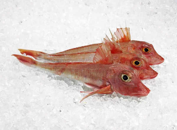 Red Gurnard Trigla Cuculus Fresh Fishes Ice — Stock Photo, Image