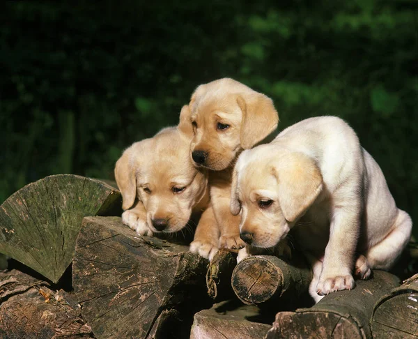 Gele Labrador Retriever Puppies Staan Een Stapel Hout — Stockfoto