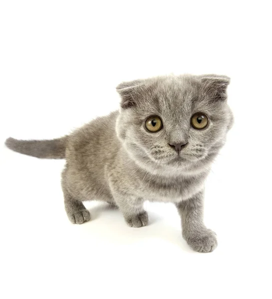 Månader Gamla Blå Skotska Vik Kitten — Stockfoto
