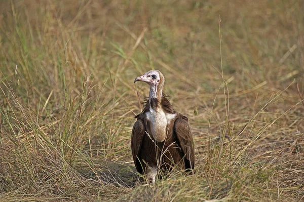 Hooded Vulture Necrosyrtes Monachus Masai Mara Park Kenya — ストック写真