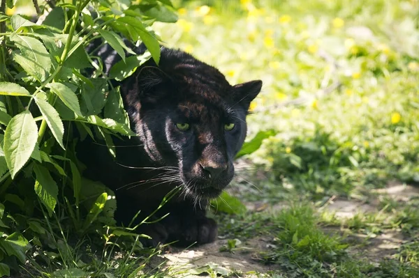 Zwarte Panter Panthera Pardus — Stockfoto