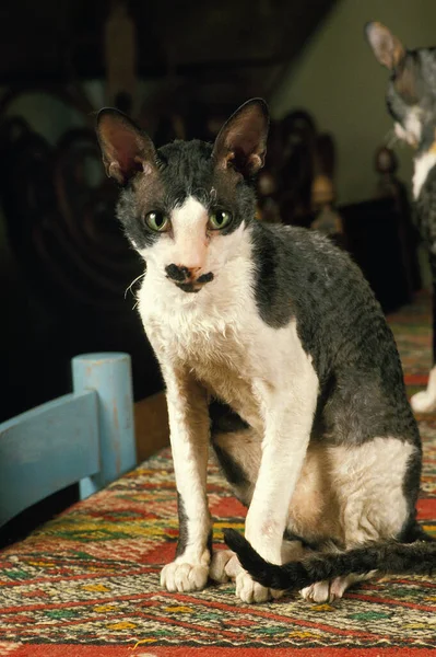 Cornish Rex Οικιακές Γάτες Συνεδρίαση — Φωτογραφία Αρχείου