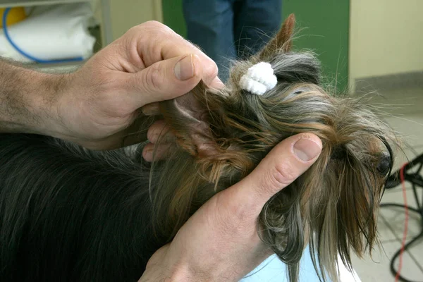 Yorkshire Terrier Com Veterinária Verificando Orelhas — Fotografia de Stock