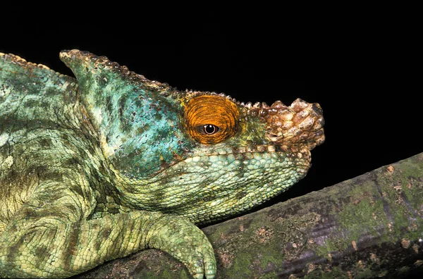 Kameleon Proboszcza Chamaeleo Parsonii — Zdjęcie stockowe