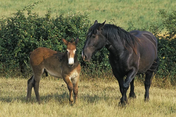 Mulassiere Poitou Mule — Zdjęcie stockowe