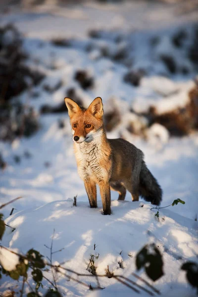 Red Fox Vulpes Vulpes Adult Standing Snow Normandy — стокове фото