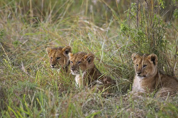 African Lion Panthera Leo Masai Mara Kenya — 스톡 사진