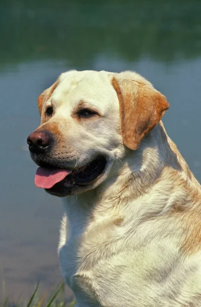 Retriever Labrador Amarelo Retrato Cão — Fotografia de Stock