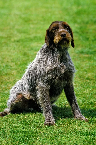 Korthal Dog Σύρμα Haired Griffon Κάθεται Στο Γκαζόν — Φωτογραφία Αρχείου