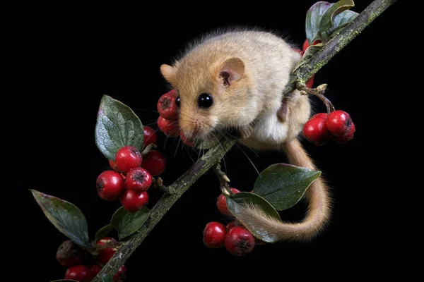 Camundongo Comum Muscardinus Avellanarius Branch Berries Normandia — Fotografia de Stock