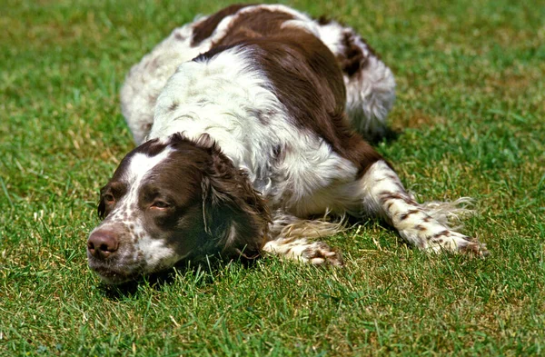 Fransız Spaniel Köpeği Çimenlerde Uyuyor — Stok fotoğraf