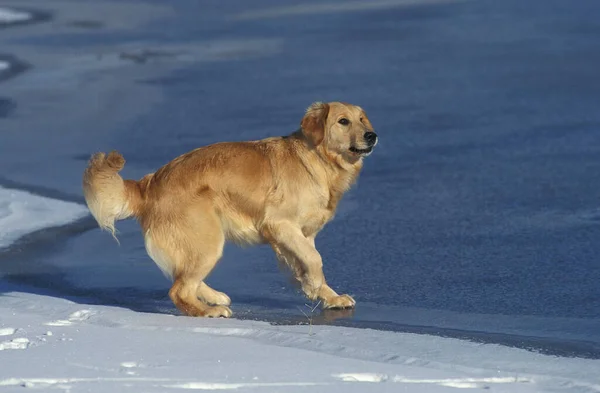 Golden Retriever Dog Standing Snow — стокове фото