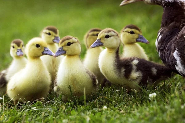 Muskovy Pato Cairina Moschata Madre Patitos — Foto de Stock